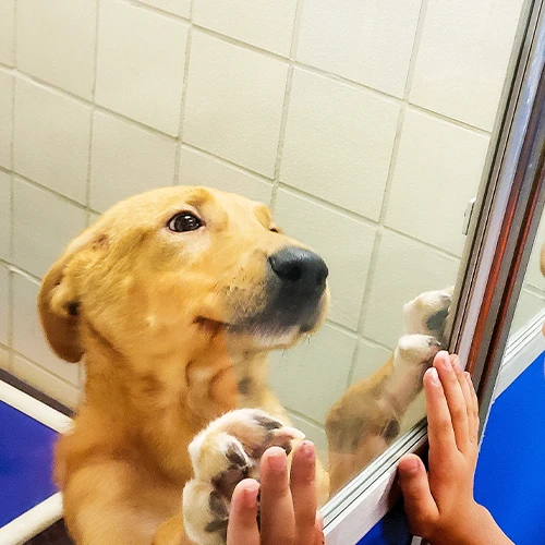 Owner Surrender
