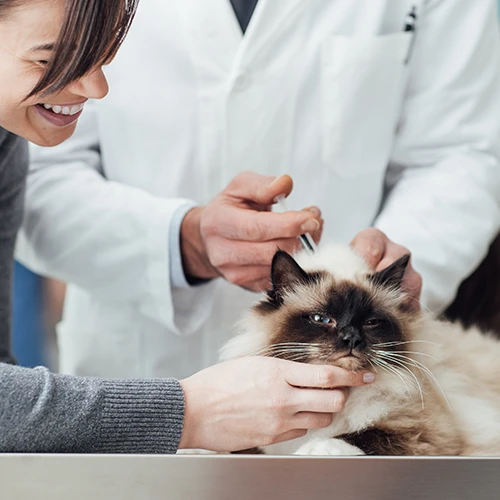 Wellness Clinic