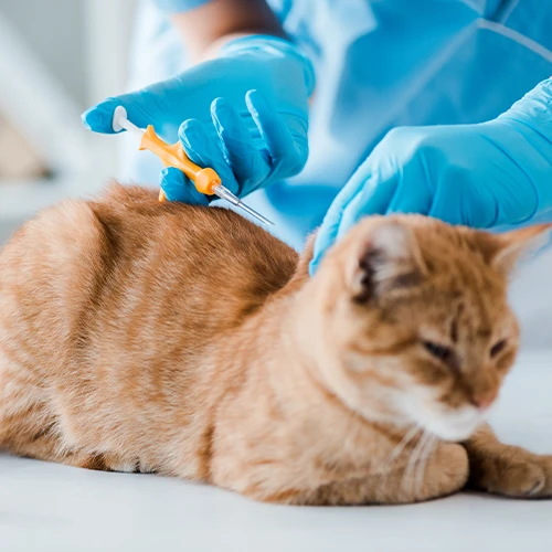 Microchips & Other Services